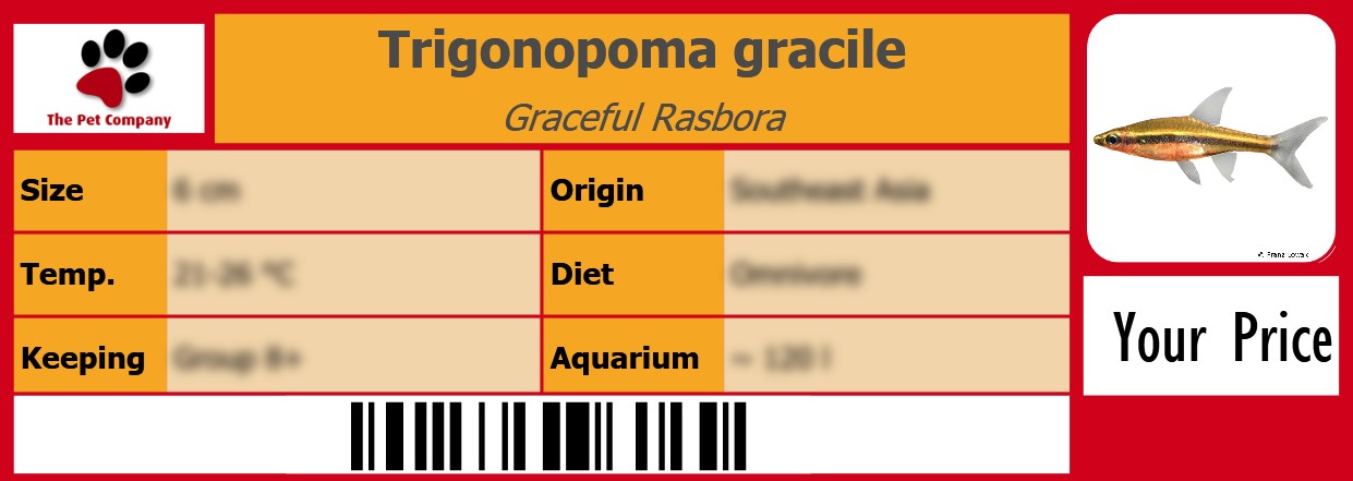 Trigonopoma gracile Graceful Rasbora 105 x 38 mm