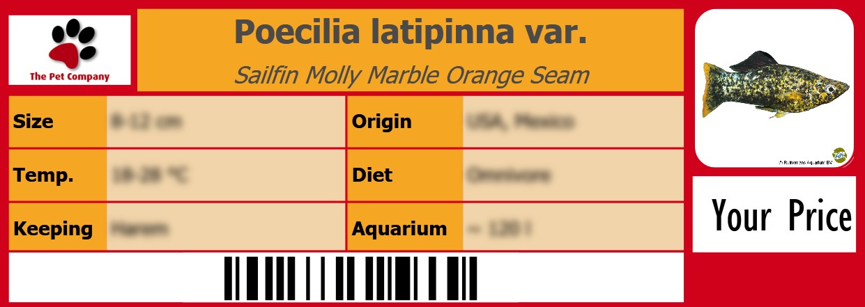Poecilia latipinna var. Sailfin Molly Marble Orange Seam 105 x 38 mm
