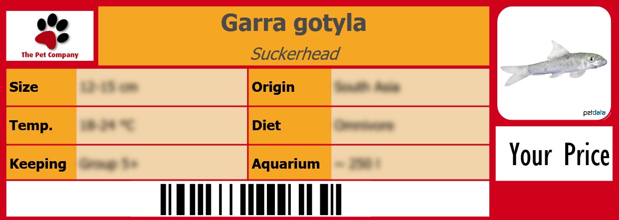 Garra gotyla Suckerhead 105 x 38 mm
