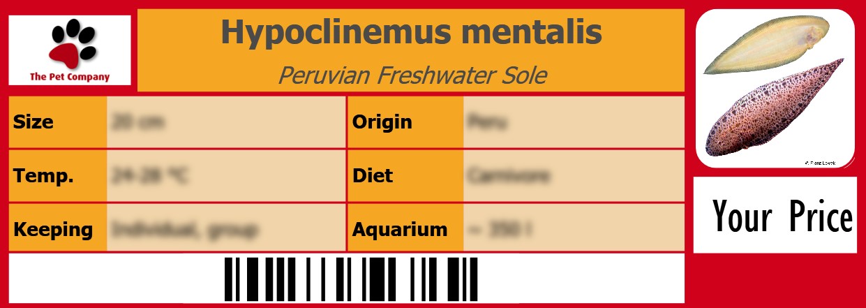 Hypoclinemus mentalis Peruvian Freshwater Sole 105 x 38 mm