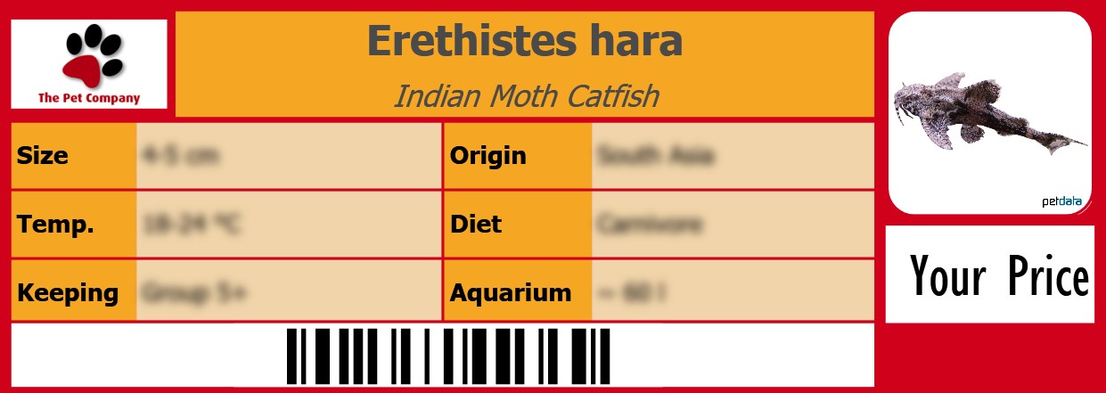 Erethistes hara Indian Moth Catfish 105 x 38 mm