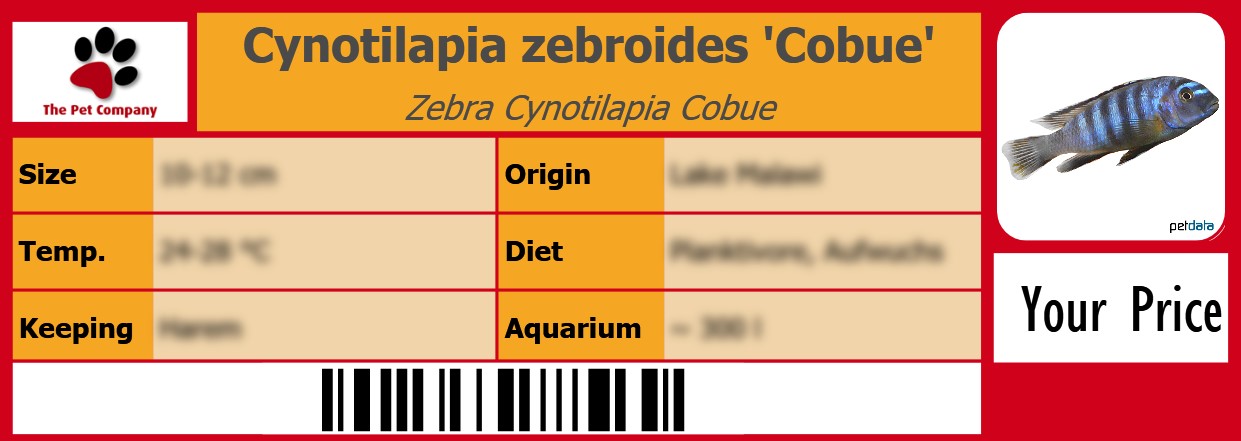 Cynotilapia zebroides 'Cobue' Zebra Cynotilapia Cobue 105 x 38 mm