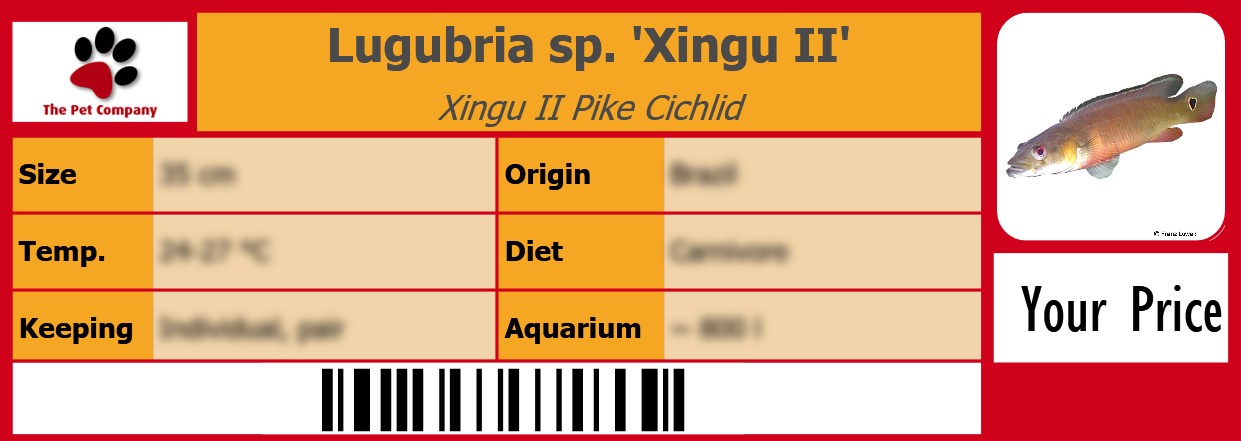 Lugubria sp. 'Xingu II' Xingu II Pike Cichlid 105 x 38 mm