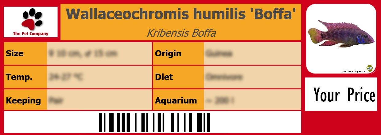 Wallaceochromis humilis 'Boffa' Kribensis Boffa 105 x 38 mm
