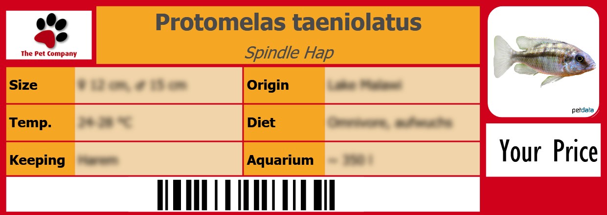 Protomelas taeniolatus Spindle Hap 105 x 38 mm