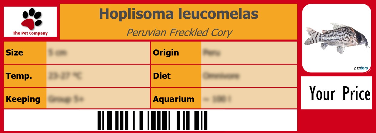 Hoplisoma leucomelas Peruvian Freckled Cory 105 x 38 mm
