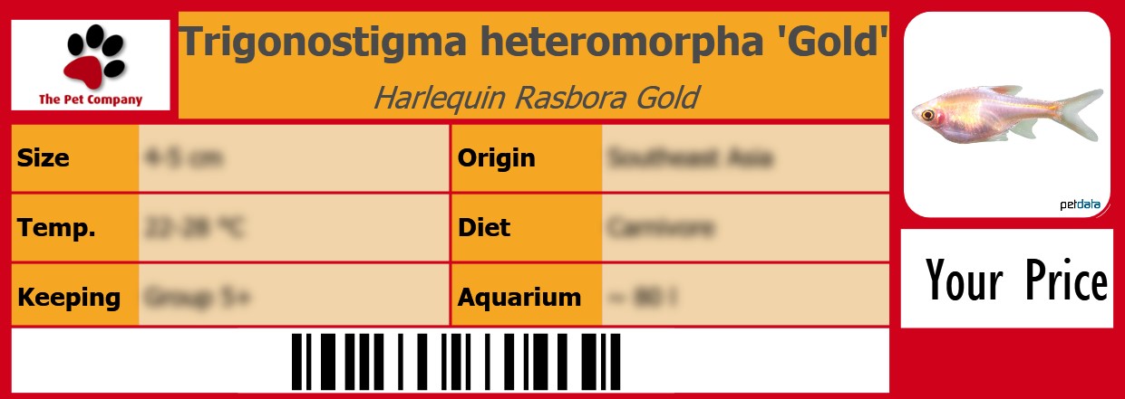 Trigonostigma heteromorpha 'Gold' Harlequin Rasbora Gold 105 x 38 mm