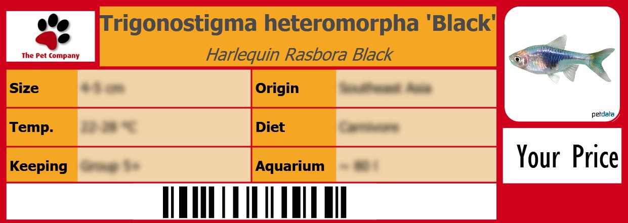 Trigonostigma heteromorpha 'Black' Harlequin Rasbora Black 105 x 38 mm