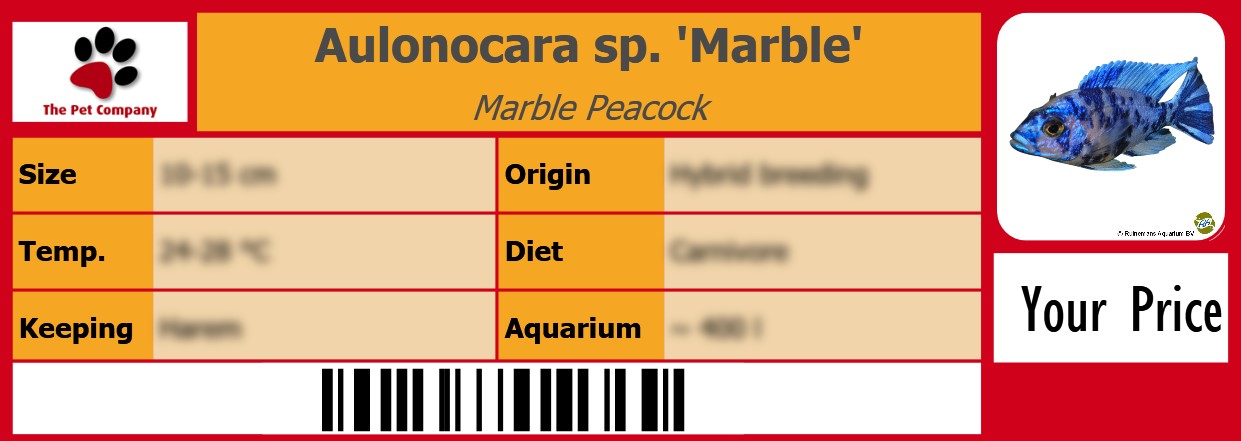 Aulonocara sp. 'Marble' Marble Peacock 105 x 38 mm