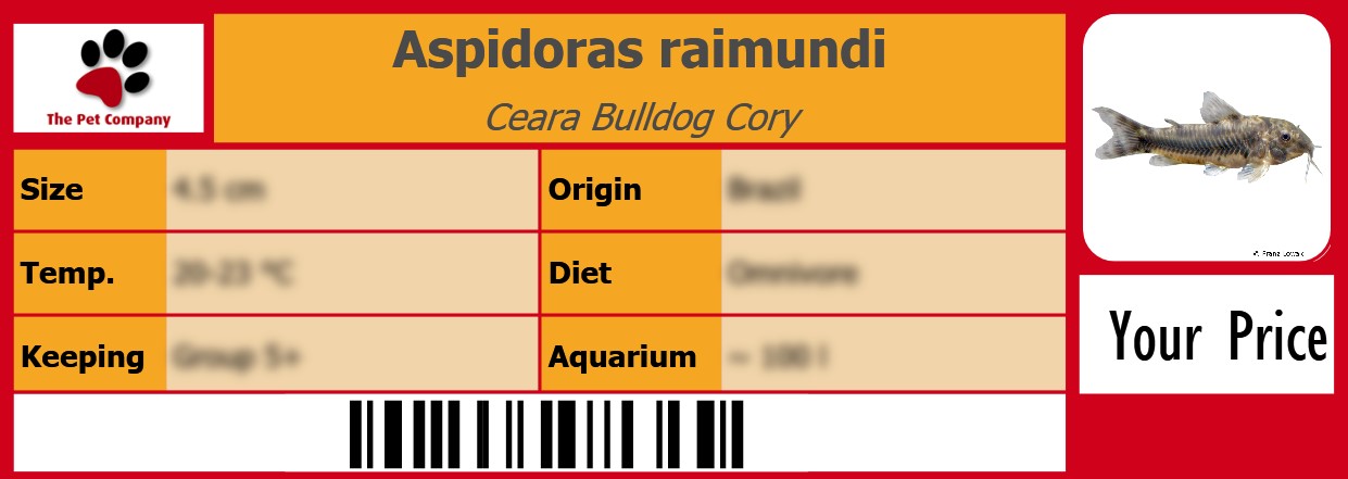 Aspidoras raimundi Ceara Bulldog Cory 105 x 38 mm