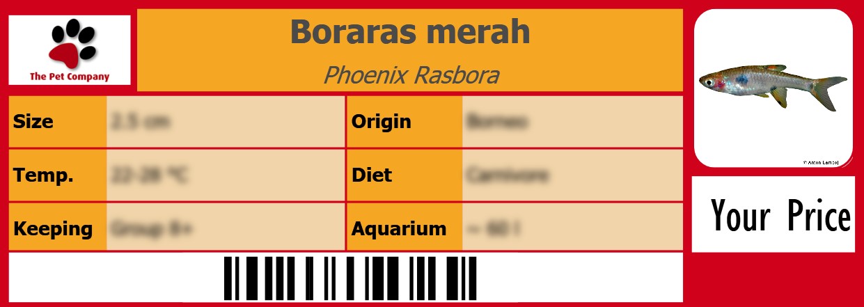 Boraras merah Phoenix Rasbora 105 x 38 mm