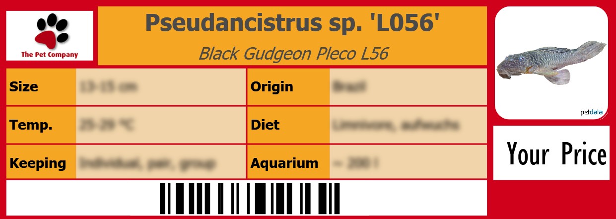 Pseudancistrus sp. 'L056' Black Gudgeon Pleco L56 105 x 38 mm