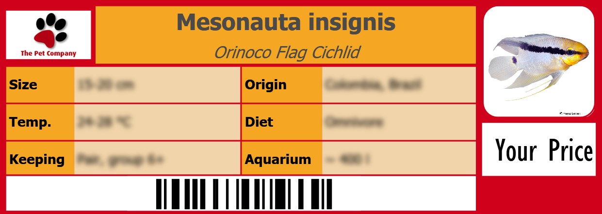 Mesonauta insignis Orinoco Flag Cichlid 105 x 38 mm