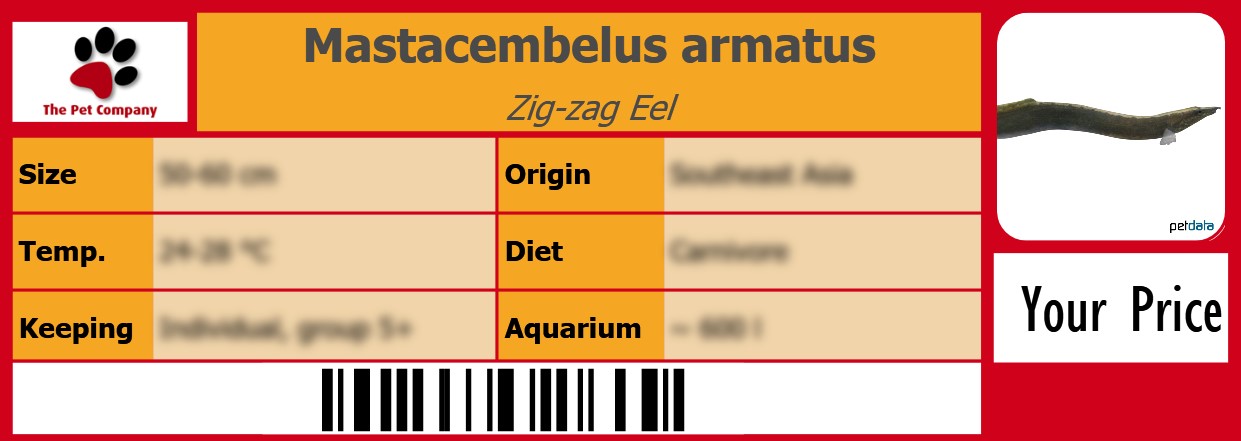 Mastacembelus armatus Zig-zag Eel 105 x 38 mm