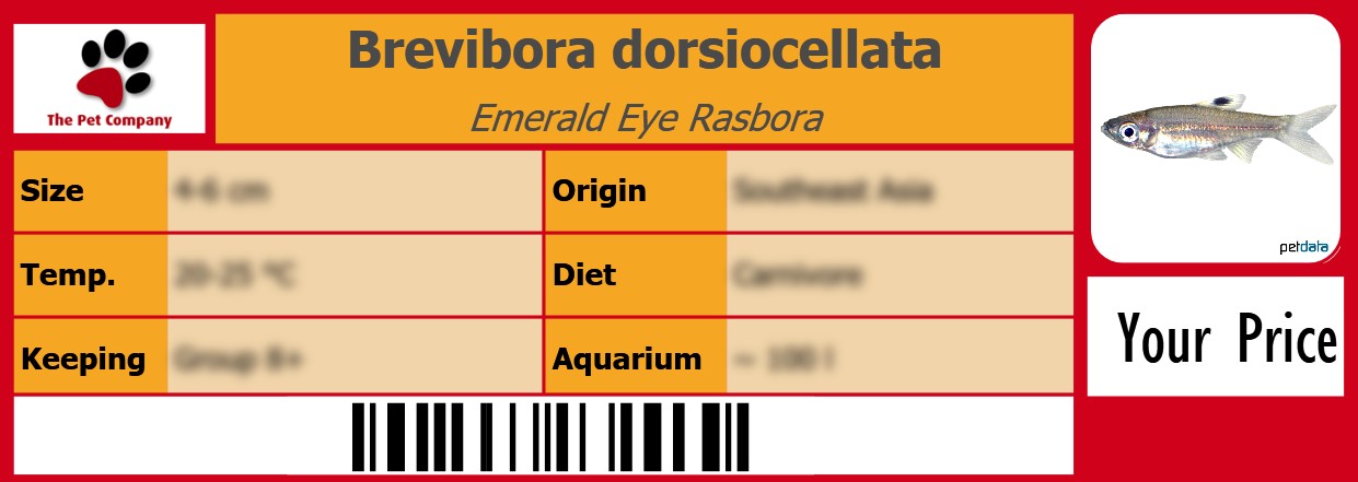 Brevibora dorsiocellata Emerald Eye Rasbora 105 x 38 mm