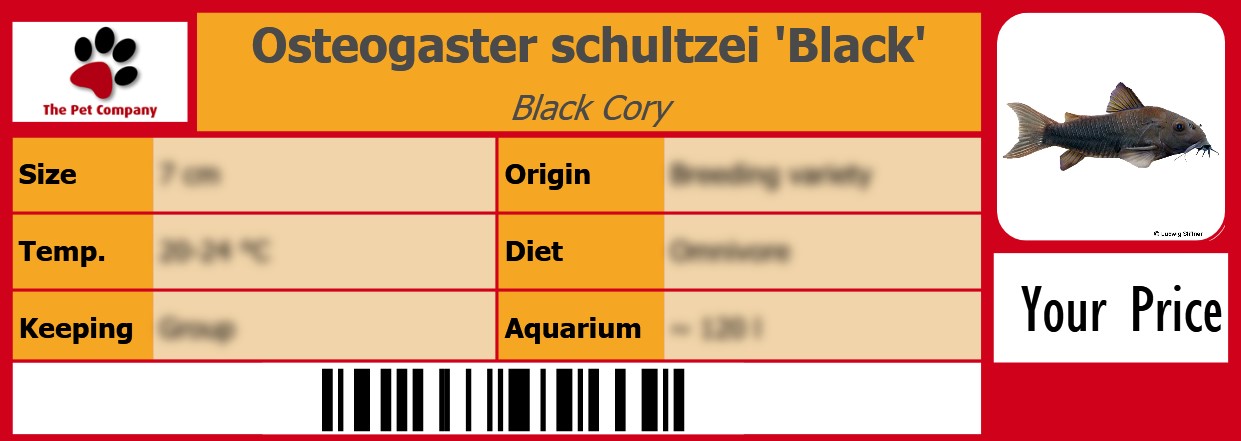Osteogaster schultzei 'Black' Black Cory 105 x 38 mm