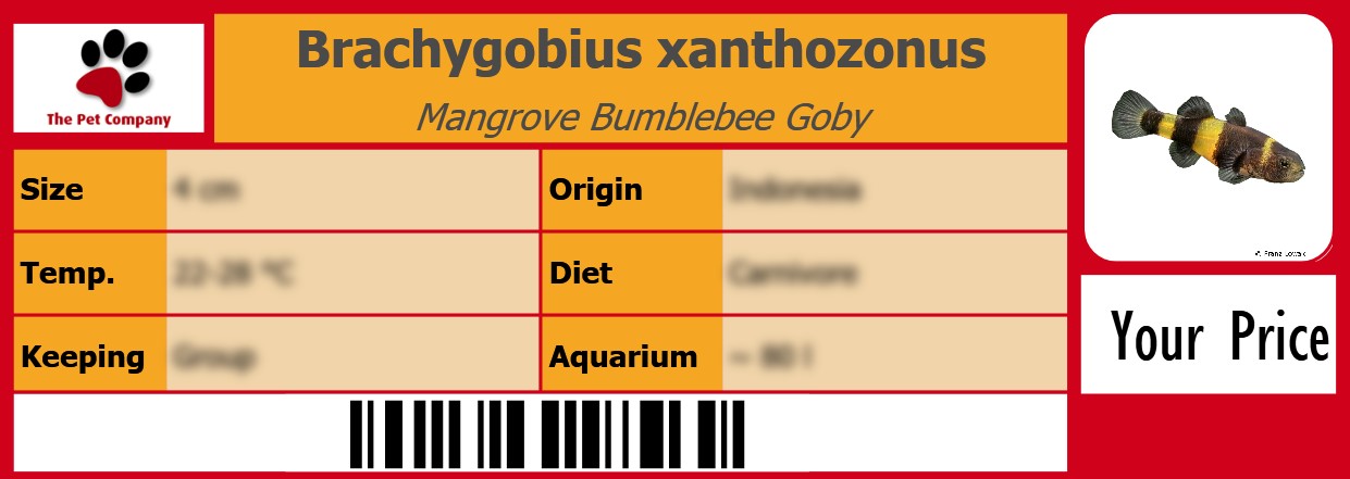 Brachygobius xanthozonus Mangrove Bumblebee Goby 105 x 38 mm