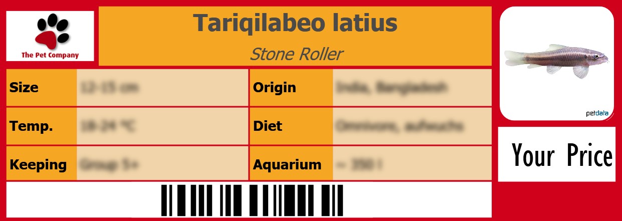Tariqilabeo latius Stone Roller 105 x 38 mm