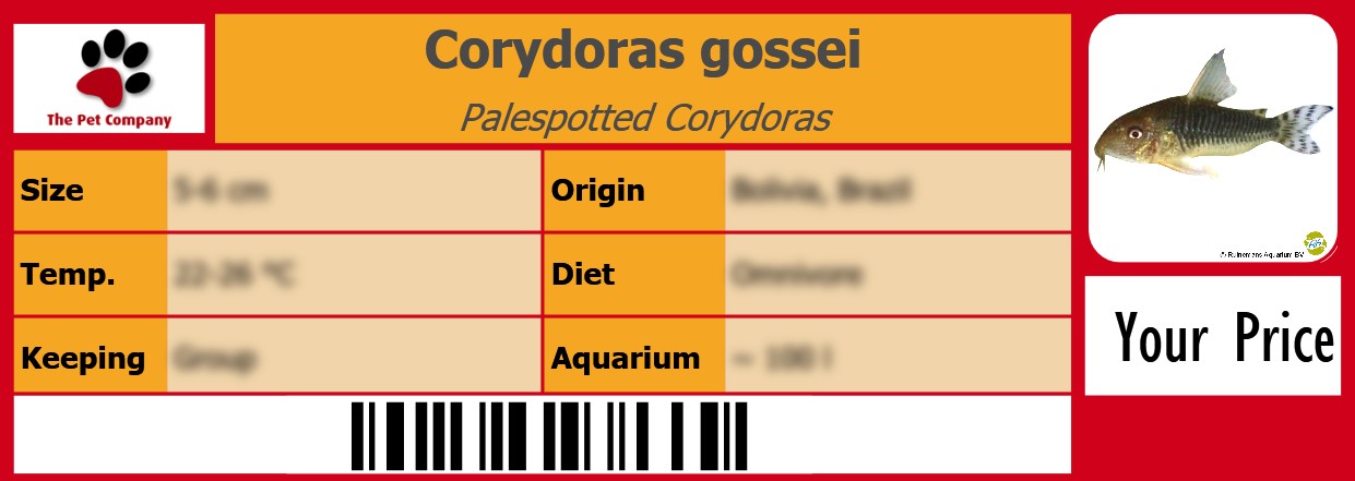 Corydoras gossei Palespotted Corydoras 105 x 38 mm