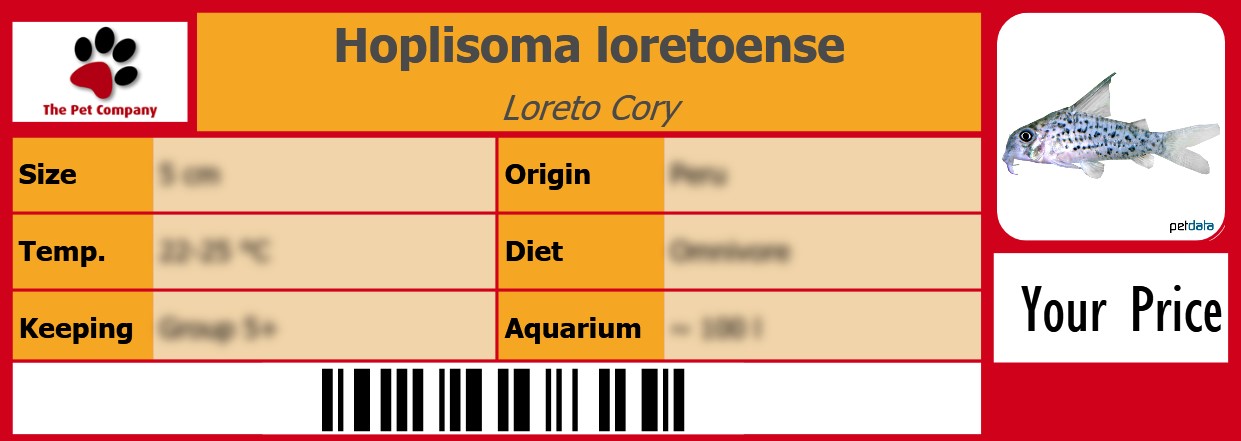 Hoplisoma loretoense Loreto Cory 105 x 38 mm