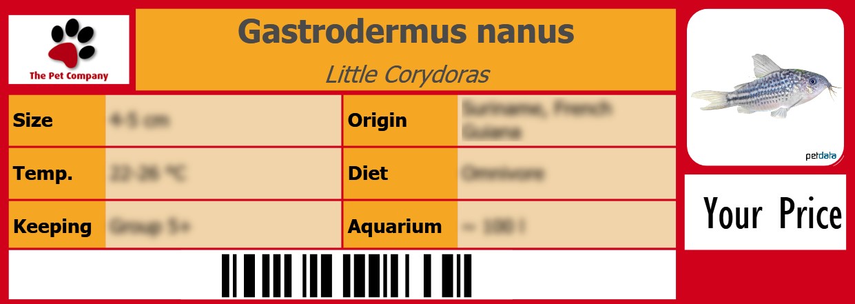 Gastrodermus nanus Little Corydoras 105 x 38 mm