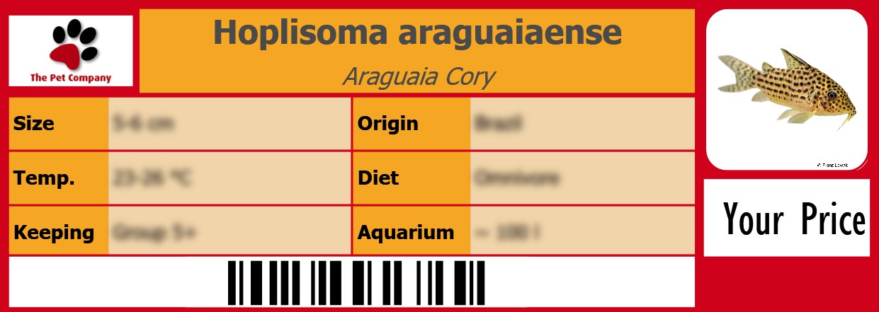 Hoplisoma araguaiaense Araguaia Cory 105 x 38 mm