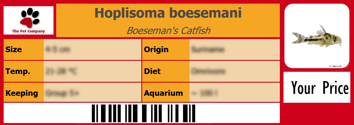 Hoplisoma boesemani Boeseman's Catfish 105 x 38 mm