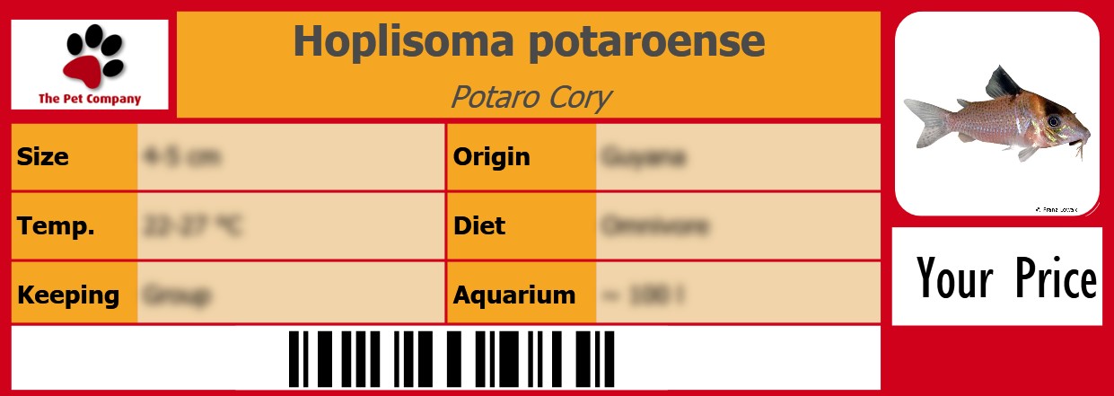 Hoplisoma potaroense Potaro Cory 105 x 38 mm