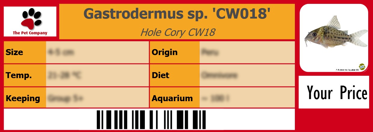 Gastrodermus sp. 'CW018' Hole Cory CW18 105 x 38 mm