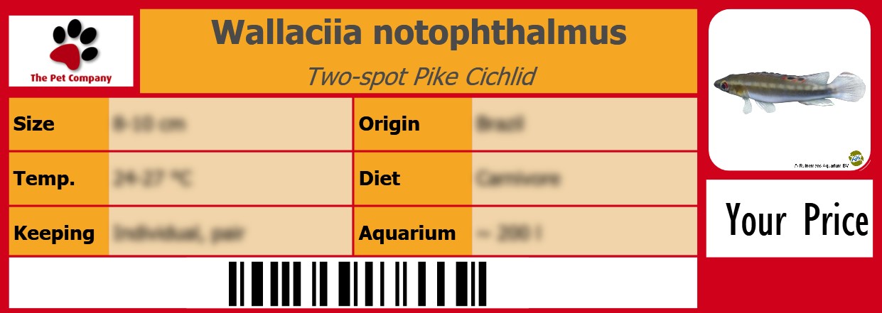 Wallaciia notophthalmus Two-spot Pike Cichlid 105 x 38 mm