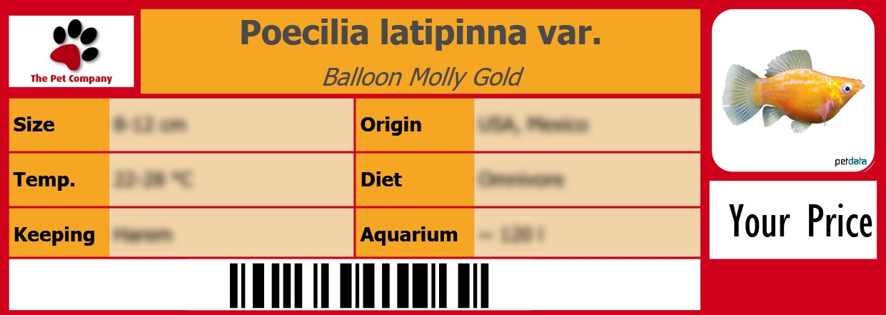 Poecilia latipinna var. Balloon Molly Gold 105 x 38 mm
