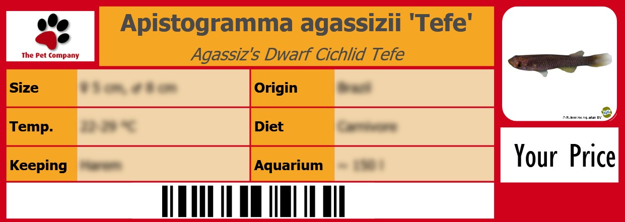Apistogramma agassizii 'Tefe' Agassiz's Dwarf Cichlid Tefe 105 x 38 mm