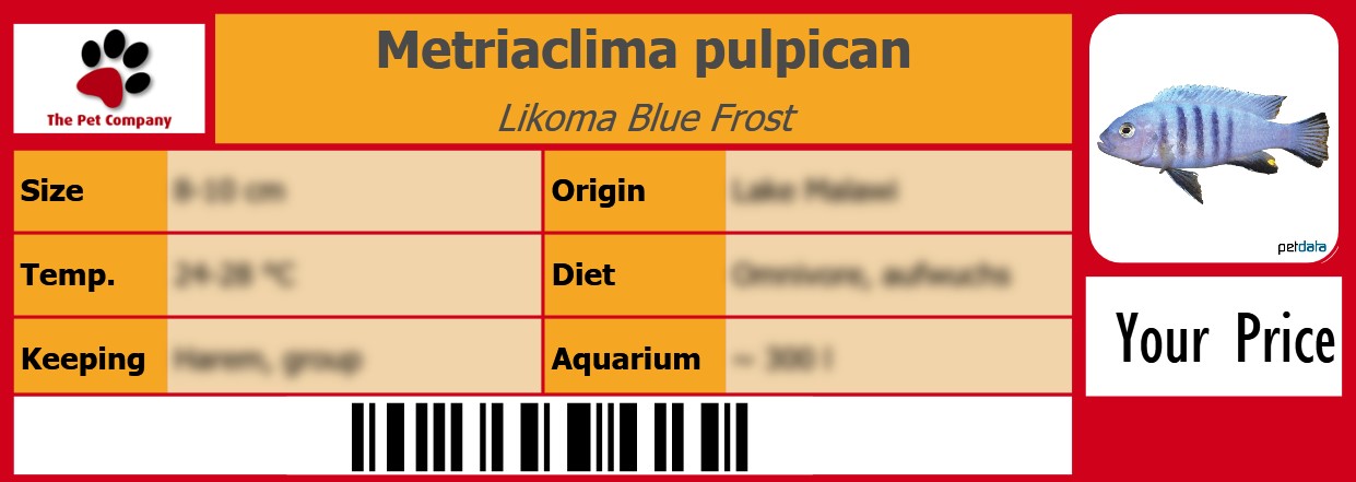 Metriaclima pulpican Likoma Blue Frost 105 x 38 mm
