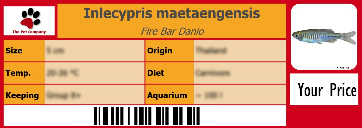 Inlecypris maetaengensis Fire Bar Danio 105 x 38 mm