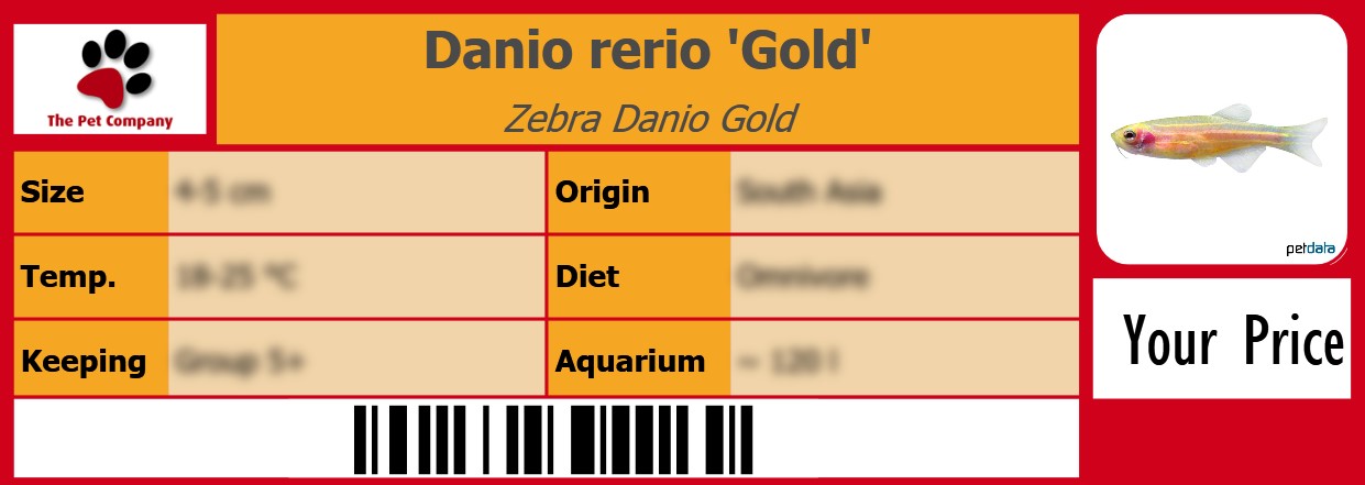 Danio rerio 'Gold' Zebra Danio Gold 105 x 38 mm