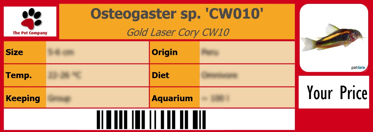 Osteogaster sp. 'CW010' Gold Laser Cory CW10 105 x 38 mm