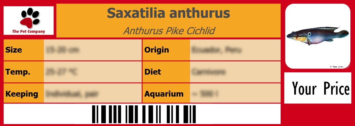 Saxatilia anthurus Anthurus Pike Cichlid 105 x 38 mm