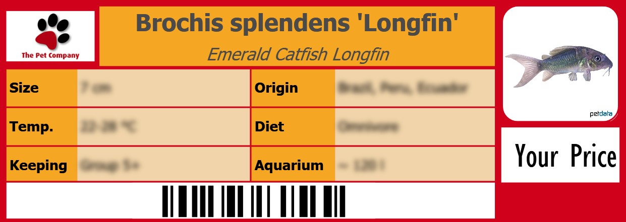Brochis splendens 'Longfin' Emerald Catfish Longfin 105 x 38 mm