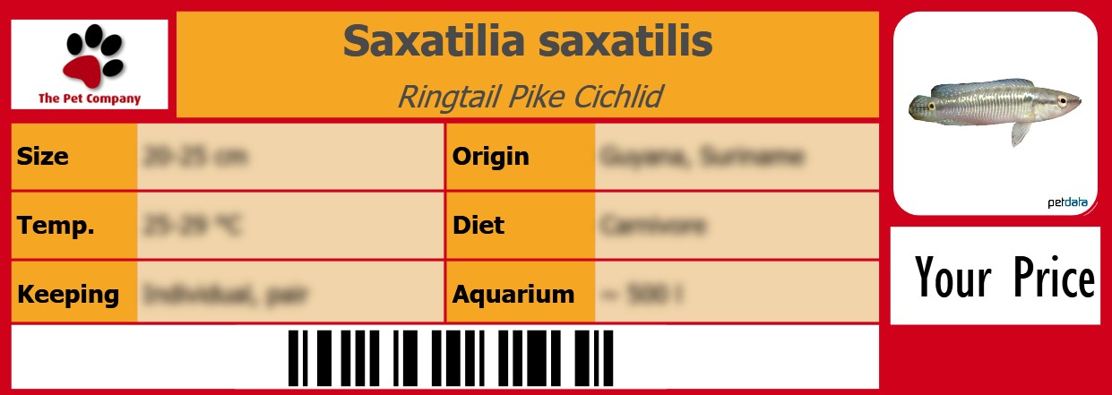 Saxatilia saxatilis Ringtail Pike Cichlid 105 x 38 mm