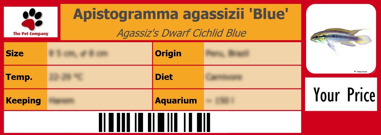 Apistogramma agassizii 'Blue' Agassiz's Dwarf Cichlid Blue 105 x 38 mm