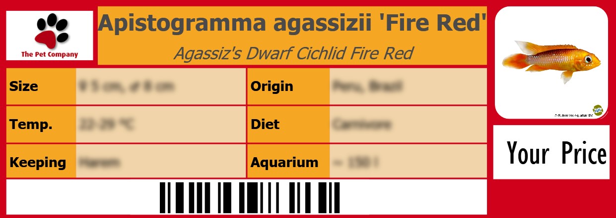 Apistogramma agassizii 'Fire Red' Agassiz's Dwarf Cichlid Fire Red 105 x 38 mm