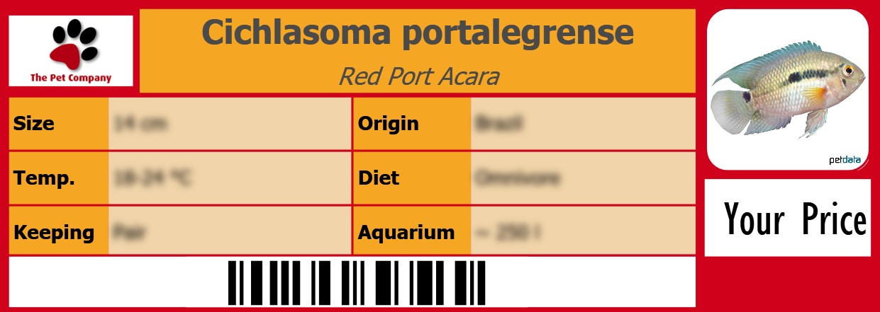 Cichlasoma portalegrense Red Port Acara 105 x 38 mm