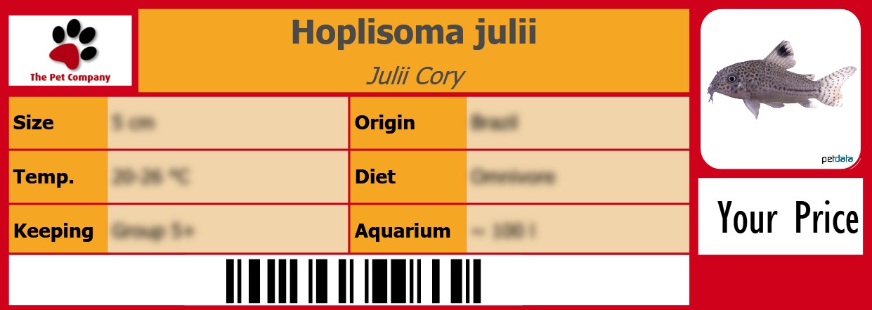 Hoplisoma julii Julii Cory 105 x 38 mm