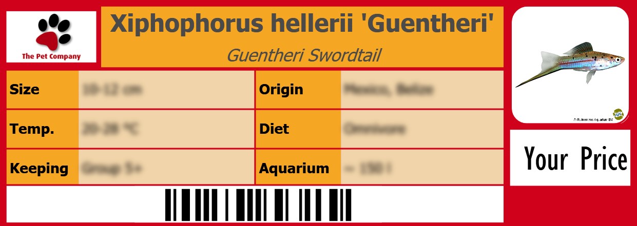 Xiphophorus hellerii 'Guentheri' Guentheri Swordtail 105 x 38 mm