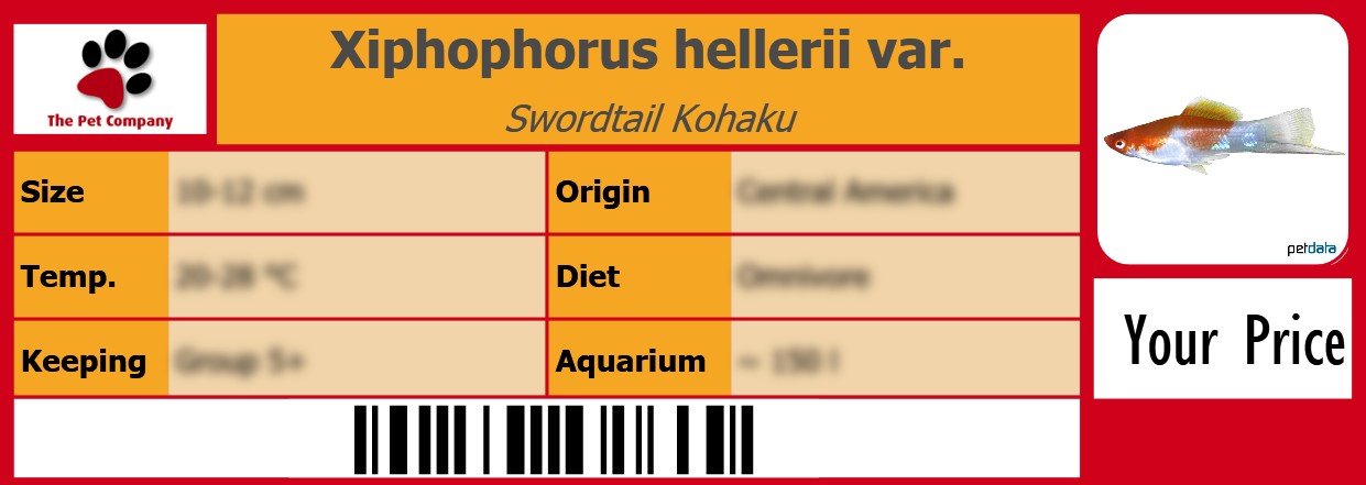 Xiphophorus hellerii var. Swordtail Kohaku 105 x 38 mm