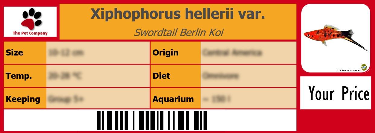 Xiphophorus hellerii var. Swordtail Berlin Koi 105 x 38 mm