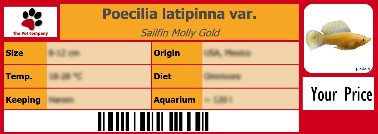 Poecilia latipinna var. Sailfin Molly Gold 105 x 38 mm