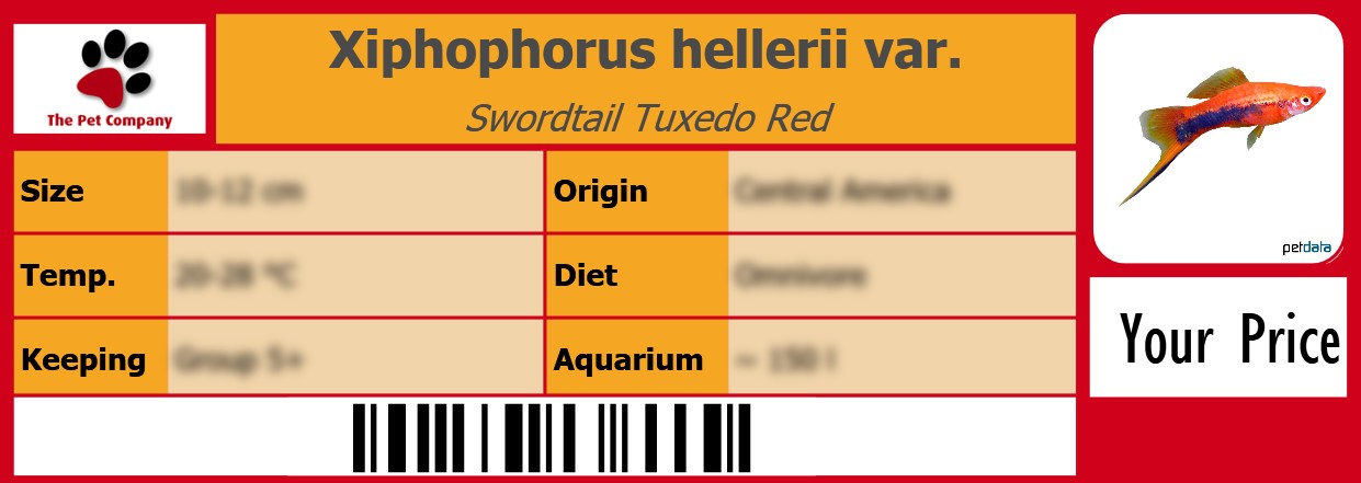 Xiphophorus hellerii var. Swordtail Tuxedo Red 105 x 38 mm