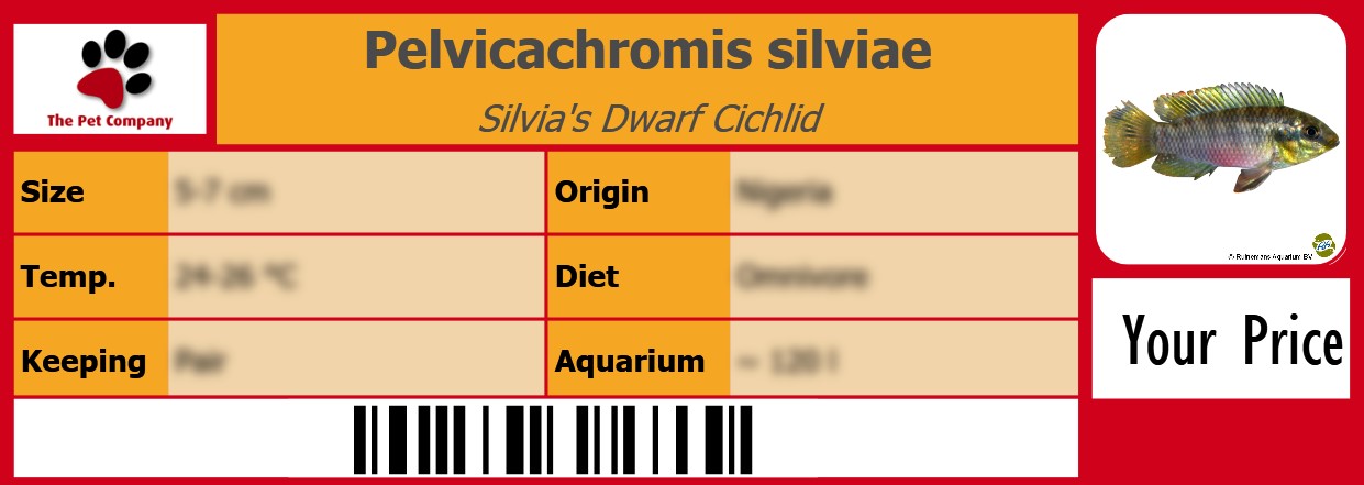 Pelvicachromis silviae Silvia's Dwarf Cichlid 105 x 38 mm