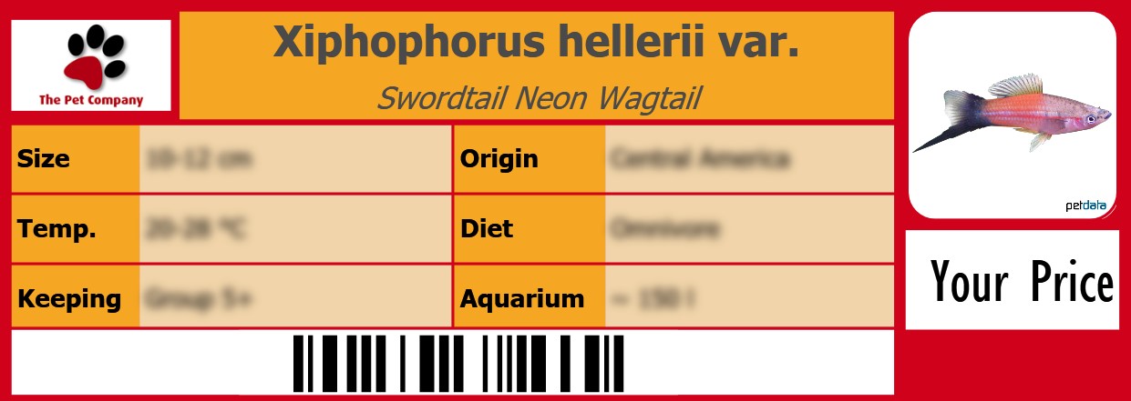 Xiphophorus hellerii var. Swordtail Neon Wagtail 105 x 38 mm
